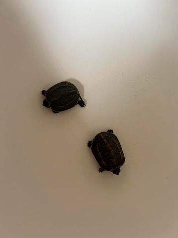 2 tortues jaunes à trois carènes + aquarium complet, Enlèvement, Utilisé, Aquarium vide