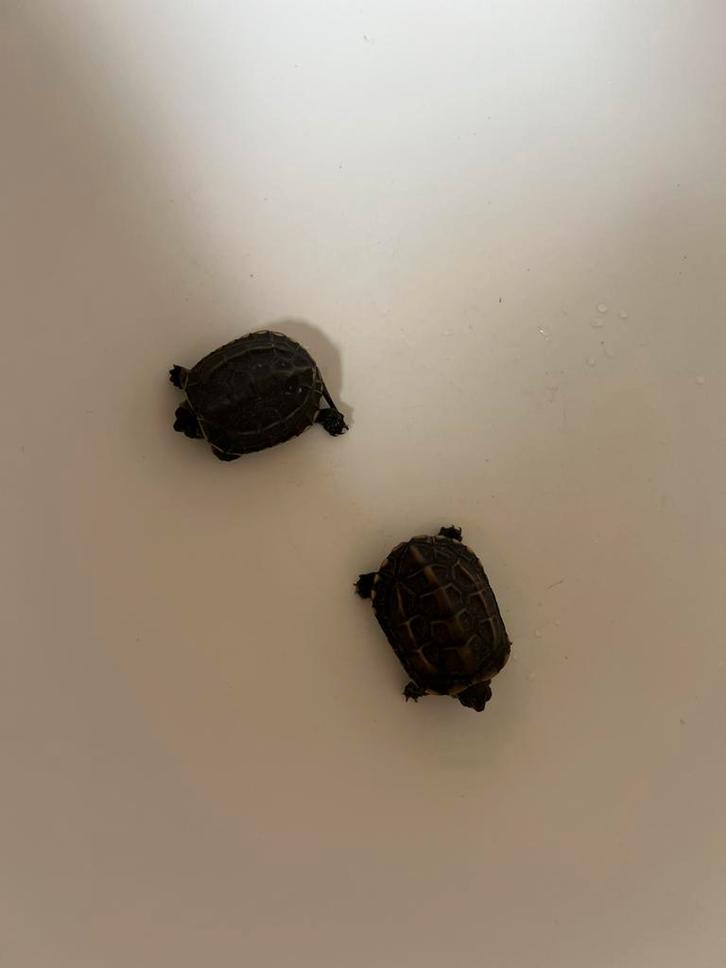 2 gele driekielschildpadden + compleet aquarium, Dieren en Toebehoren, Vissen | Aquaria en Toebehoren, Gebruikt, Leeg aquarium