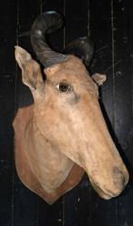 Taxidermie, Antiek en Kunst, Curiosa en Brocante, Ophalen