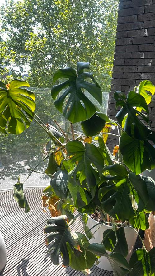 Monstera plant + pot, Huis en Inrichting, Kamerplanten, 100 tot 150 cm, Groene kamerplant, Halfschaduw, In pot, Ophalen of Verzenden
