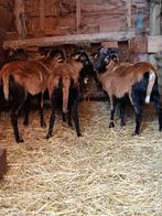 Kameroen schapen ( rammen ), Dieren en Toebehoren, Schapen, Geiten en Varkens