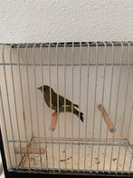 Groenling/groenvink man, Animaux & Accessoires, Oiseaux | Oiseaux Autre, Mâle, Oiseau chanteur sauvage, Bagué