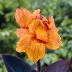 Canna knollen, Tuin en Terras, Bloembollen en Zaden, Ophalen of Verzenden, Najaar, Volle zon, Knol