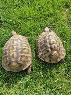 Griekse landschildpad vrouw, Schildpad, 11 jaar of ouder