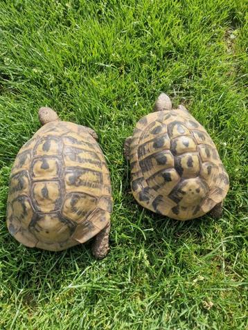 Griekse landschildpad vrouw beschikbaar voor biedingen