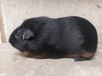 Cavia's, Dieren en Toebehoren, Cavia
