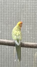 Rosella 2025 in pastel dubbel split, Dieren en Toebehoren