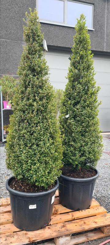 Ilex Green Crenata piramide  beschikbaar voor biedingen