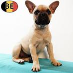 Franse Bulldog pups te koop (Belgisch), Dieren en Toebehoren, België, 15 weken tot 1 jaar, CDV (hondenziekte), Meerdere