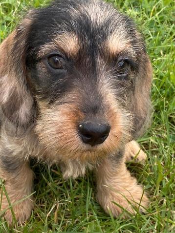 Chiots teckel nains (poil dur)