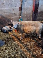 Texel.en kruising texel, Animaux & Accessoires, Moutons, Chèvres & Cochons
