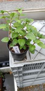 munt zwarte bes, Vaste plant, Ophalen of Verzenden, Halfschaduw, Kruiden