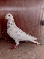 Witte,schimmel vliegduiven met pedigree