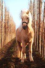 Prachtige grote palomino shetlander, Minder dan 160 cm, Ruin, 3 tot 6 jaar, Gechipt