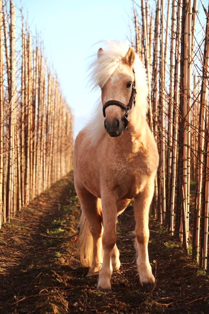 Prachtige grote palomino shetlander, Dieren en Toebehoren, Paarden, Ruin, Onbeleerd, Minder dan 160 cm, 3 tot 6 jaar, Recreatiepaard