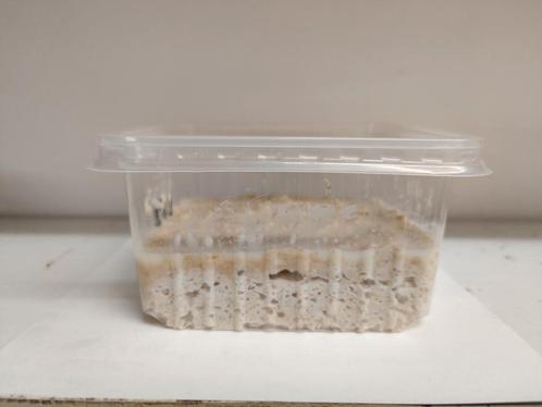 Microwormpjes voor opvoeden baby visjes, Dieren en Toebehoren, Vissen | Aquariumvissen