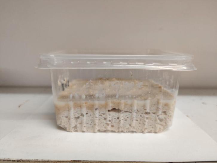 Microwormpjes voor opvoeden baby visjes, Dieren en Toebehoren, Vissen | Aquariumvissen