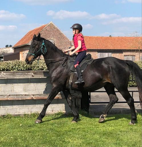 Leuke 21-jarige kwpn merrie, Dieren en Toebehoren, Paarden, Merrie, L, 160 tot 165 cm, 11 jaar of ouder, Recreatiepaard, Met stamboom