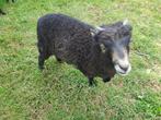 Ouessant schimmel bokje 2025, Dieren en Toebehoren, Mannelijk, Schaap, 0 tot 2 jaar