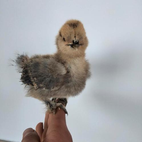 Knappe zijdehoen kuikens 2 weken oud, Dieren en Toebehoren, Pluimvee, Kip, Geslacht onbekend