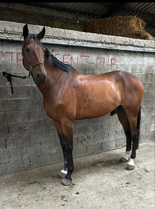 Ruin op rust, Dieren en Toebehoren, Paarden, Ruin, 170 tot 175 cm, 11 jaar of ouder, Recreatiepaard, Met stamboom, Gechipt, Ontwormd