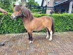 Mooie mini merrie, Gechipt, Merrie, 3 tot 6 jaar, A pony (tot 1.17m)