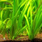 6 plantes de vallisneria