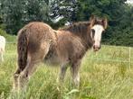 Tinker Hengsten veulen, zwart, eindmaat boven de 150, Dieren en Toebehoren, E pony (1.48m - 1.57m), Met stamboom, 0 tot 2 jaar