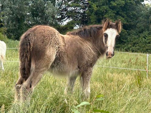 Tinker Hengsten veulen, zwart, eindmaat boven de 150, Dieren en Toebehoren, Pony's, Hengst, Onbeleerd, E pony (1.48m - 1.57m)
