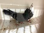 Serbische hoogevliegers top kwallitet, Dieren en Toebehoren, Vogels | Duiven