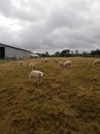 Moutons Texel Français, Animaux & Accessoires