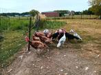 Trio rode ardenner kalkoenen van 2025, Dieren en Toebehoren, Pluimvee