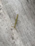 Grote wandelende takken, Dieren en Toebehoren, Wandelende tak