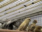 Kakariki’s, Dieren en Toebehoren, Vogels | Parkieten en Papegaaien