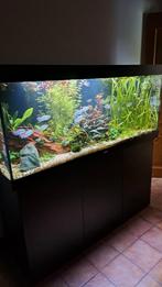 Aquarium 450 Liter, Dieren en Toebehoren, Ophalen, Zo goed als nieuw
