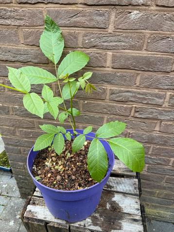 Okkernoot - notenboom beschikbaar voor biedingen