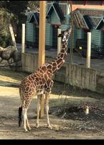 Tickets voor dierentuin