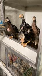 Indio gigante haantje beschibaar, Dieren en Toebehoren, Pluimvee