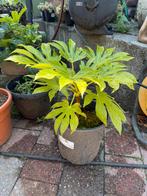 Fatsia japonica, Ophalen
