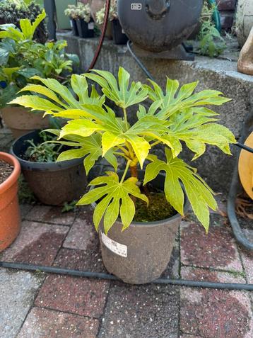 Fatsia japonica beschikbaar voor biedingen
