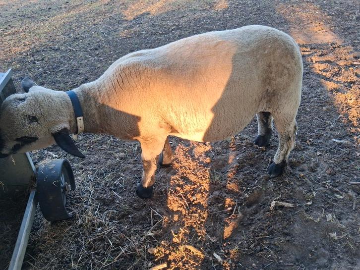 Hampshire down, Dieren en Toebehoren, Schapen, Geiten en Varkens