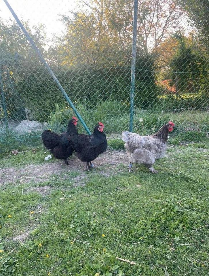 Mechelshoen kweekdieren showkwaliteit, Dieren en Toebehoren, Pluimvee, Kip, Vrouwelijk