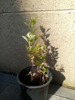 8x Artemisia vulgaris - Bijvoet, Enlèvement, Herbes, Plante fixe