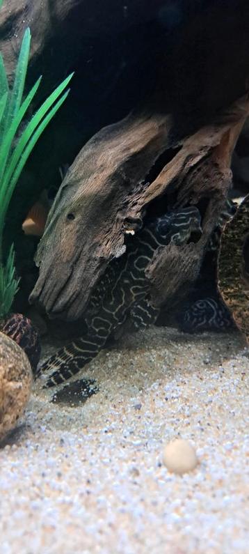 L287 pleco (volwassen) beschikbaar voor biedingen