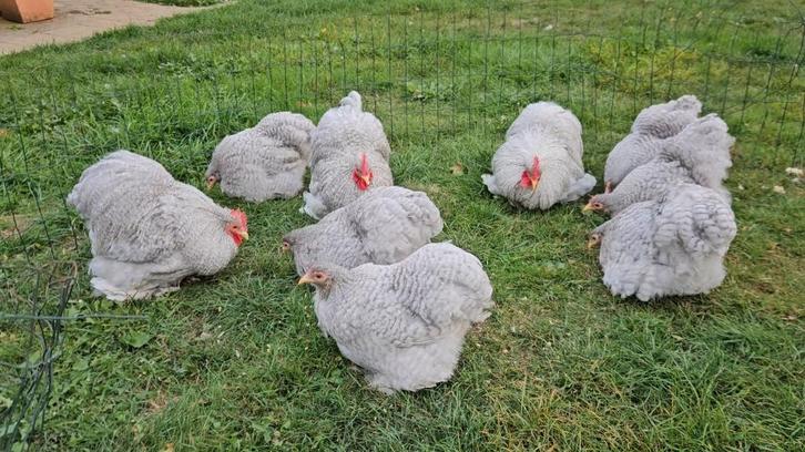 Prachtige Jonge Cochin kriel kippen ,Handtam en topkwaliteit, Dieren en Toebehoren, Pluimvee, Kip, Meerdere dieren