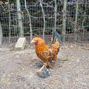 gebaarde sabelpootkriel hen/hennetje/krielkip/ hennen tekoop beschikbaar voor biedingen