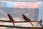 Koppel rosella, Dieren en Toebehoren