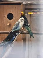 Rosella parkieten, Dieren en Toebehoren, Vogels | Parkieten en Papegaaien