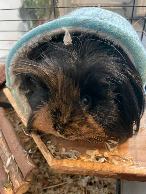 Cavia beertjes, Dieren en Toebehoren, Knaagdieren en Konijnen | Hokken en Kooien, Hok, Cavia, Ophalen
