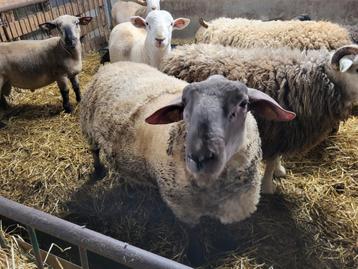 Laatste schapen rammen  beschikbaar voor biedingen